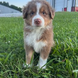 Riggs - Red tri-color male Australian Shepherd puppy in Washington, Oklahoma from Top Draft Genetics