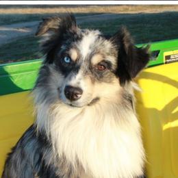 Camo - Miniature Australian Shepherd