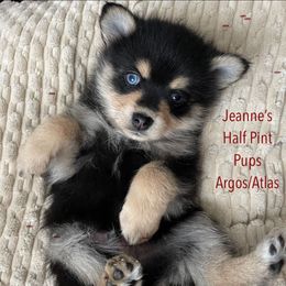 Argos - Black male Pomsky puppy in Cottrellville, Michigan from My Half Pint Pups