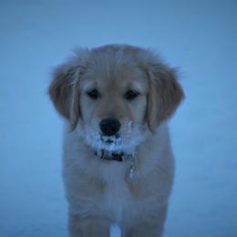 Golden Retriever Puppies from Firestorm Goldens