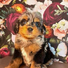 Shenandoah - Merle female Bernedoodle puppy in Travelers Rest, South Carolina from Bernedoodle.do