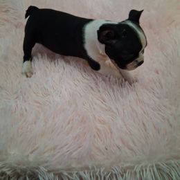 Perfect. - Black and white female Boston Terrier puppy in Gaffney, South Carolina from Battlefield Kennels