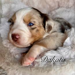 Dakota - Red merle male Australian Shepherd puppy in Ramona, California from Blue Moon Aussies