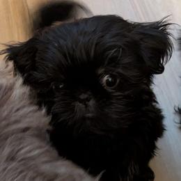 Dobie Boy 1 - Black and tan male Shih Tzu puppy in Surry, Maine from McKayla Hairston