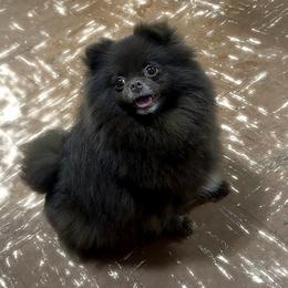 Harley - Pomeranian