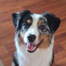 Miniature American Shepherds from Moon Phase Kennel