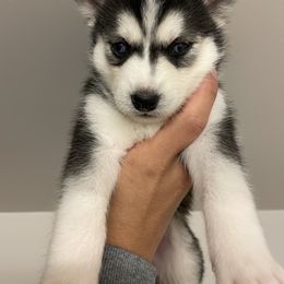 Pomsky Puppies from JsPomskies