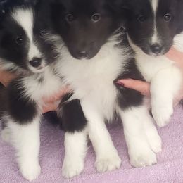 Pomeranians and Shetland Sheepdogs from Emerald Valley Shelties and Pomeranians