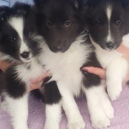 Pomeranians and Shetland Sheepdogs from Emerald Valley Shelties and Pomeranians