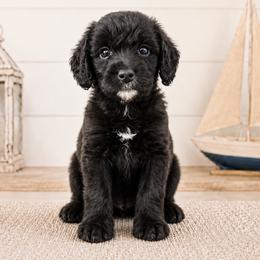 Sailor June - Black female Double Doodle puppy in Whitsett, North Carolina from Rock Creek Doodles NC