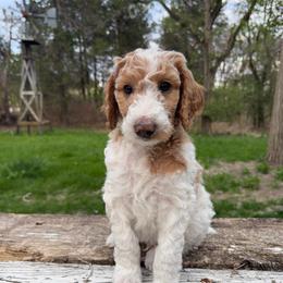 Kale (Lime Green) - Parti male Poodle puppy in Burwell, Nebraska from Petersen Poodles