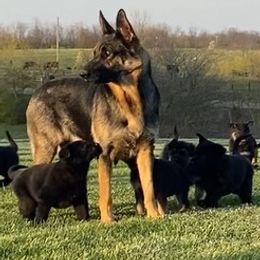 German Shepherds from Shana's Shepherds