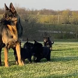 German Shepherds from Shana's Shepherds