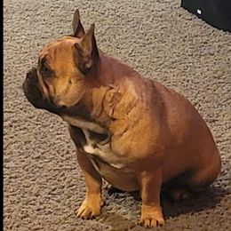 Mr wrinkles - French Bulldog