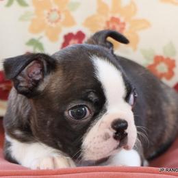 Lydia - Black brindle and white female Boston Terrier puppy in Winnsboro, Texas from JP Ranch Bulldogs