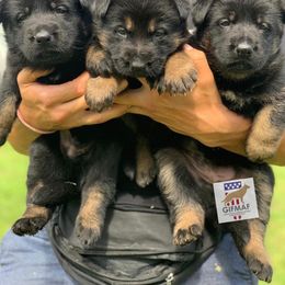 German Shepherd and Giant Schnauzer Puppies from Gifmaf Kennel