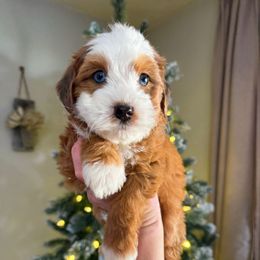 Flint Sable Merle POL - Sable male Bernedoodle puppy in Wamego, Kansas from Doodles of Oz