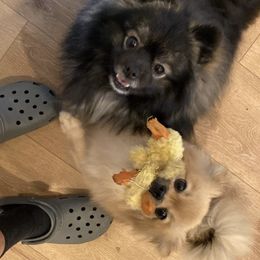 Pomeranian Puppies from Rocky Branch Poms