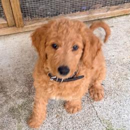 Onyx - Black collar - Red  male Goldendoodle puppy in Puyallup, Washington from Dawnie’s Doodles