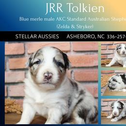 JRR Tolkien - Blue merle male Australian Shepherd puppy in Asheboro, North Carolina from Stellar Aussies