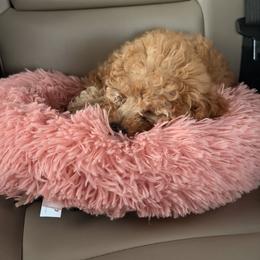 Poodle Puppies from Silver Ivory