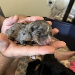 Miniature Australian Shepherd Puppies from Andy McDonald