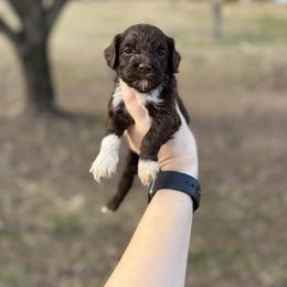 Toffee - Brown and white female Cockapoo puppy in Albany, Kentucky from Windy Pines Farm
