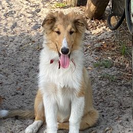 Boy 1 (Red) - Sable and white Collie puppy in Citra, Florida from Faith Rough Collie’s