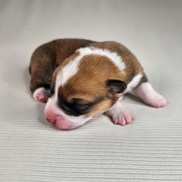 Red and white Female - Red and white female American Corgi puppy in Taylorsville, North Carolina from America's Red White and Bluie Corgis