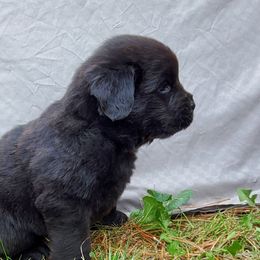 Hector (Red) - Black male Newfoundland puppy in Winfield, Pennsylvania from Najuananlo Newfoundlands