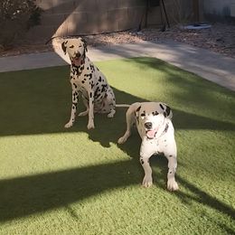 Dalmatian Puppies from Samba Flavors