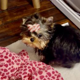 Karrington - Black and gold male Yorkshire Terrier puppy in Stafford, Virginia from Chantailly Lace Yorkies