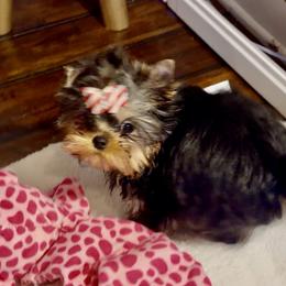 Karrington - Black and gold male Yorkshire Terrier puppy in Stafford, Virginia from Chantailly Lace Yorkies