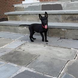 Maverick - Black brindle male Dutch Shepherd puppy in Watertown, Connecticut from APACHEK9