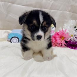 Ash - Black and tan male Pembroke Welsh Corgi puppy in El Dorado Springs, Missouri from Trixie Dixie