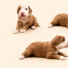 Clover - Red female Bernedoodle puppy in Temecula, California from Country Hills Doodles