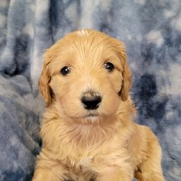 Boy 3 purple - Apricot male Goldendoodle puppy in Blountsville, Alabama from Southern Charm Goldendoodles