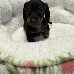 Dachshund Puppies from The Southern Sasuage Co