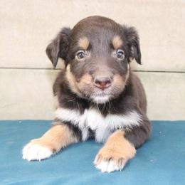 Hue - Red tri-color male Australian Shepherd puppy in Macon, Georgia from Shaina’s Shepherds