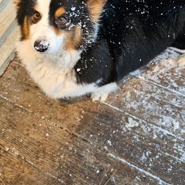 Cleo - Black and tan female American Corgi puppy in Mansfield, Ohio from Moonrise corgis