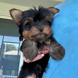 King David - Black and gold male Yorkshire Terrier puppy in Cape Coral, Florida from Katherine’s Yorkies and Poodles