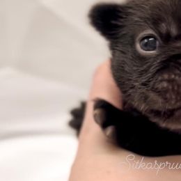 Bulldogs and French Bulldogs from Sitka spruce bulldogs