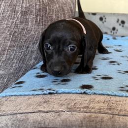 Duchess - Black female Dachshund puppy in Los Angeles, California from Dachshunds of the Desert