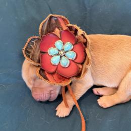 Mr. Orange - Golden male Golden Retriever puppy in Brentwood, California from Golden M Family Farms