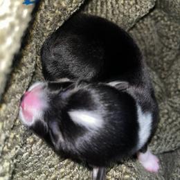 Pembroke Welsh Corgi Puppies from Wesley Morris