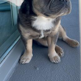 French Bulldog Puppies from Los Angeles, France