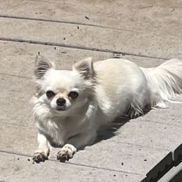 Nola - Chihuahua
