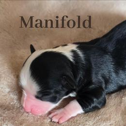 Manifold - Black tri male Miniature Australian Shepherd puppy in Paris, Texas from Blue Envy Mini Aussies