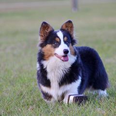 American Corgi, Border Collie, and Pembroke Welsh Corgi All Grown Up from Cowtown Corgis & Border Collies