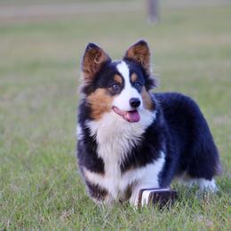 American Corgi, Border Collie, and Pembroke Welsh Corgi All Grown Up from Cowtown Corgis & Border Collies